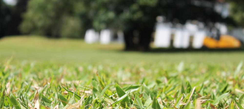 close up of the grass turning green