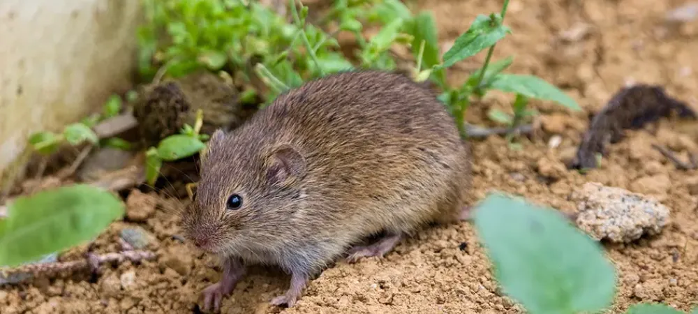 vole on the dirt ground